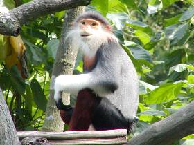 �����̃��f���炵��