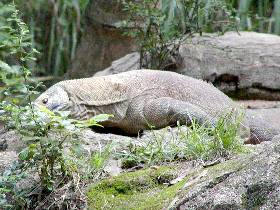 ���E�ő�̃g�J�Q�A�R���h�h���S��