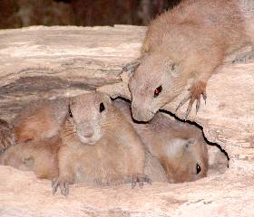 ���̗ǂ��Ƒ�?