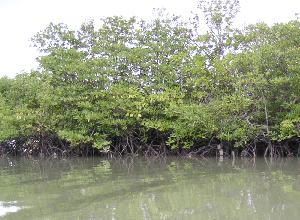 Mangrove 1