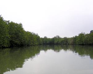 Mangrove 2