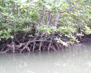Mangrove 3