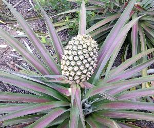 Pineapple Tree