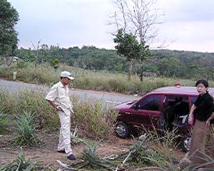 Pineapple Plantation 2