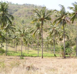 Pahm Trees