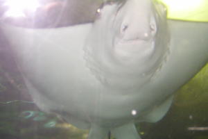 Sea World Indonesia : Tunnel